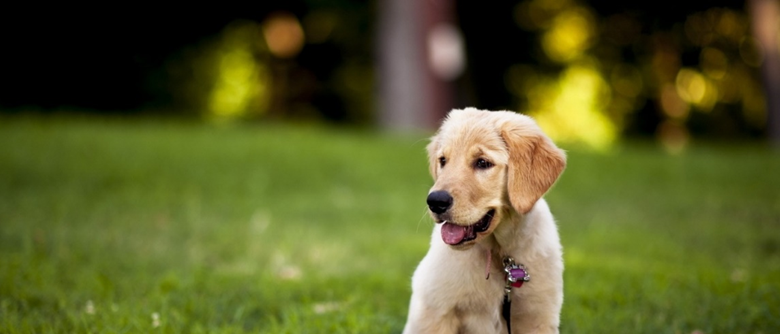 bezoeker instant zondag Honden artikelen – Print Your Gift